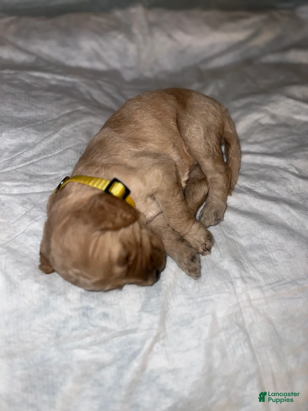 Double Doodle dogs for sale: Yellow - Ad 2