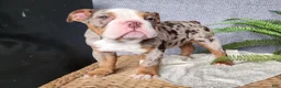 English Bulldog dogs for sale: Fletch - Ad 10