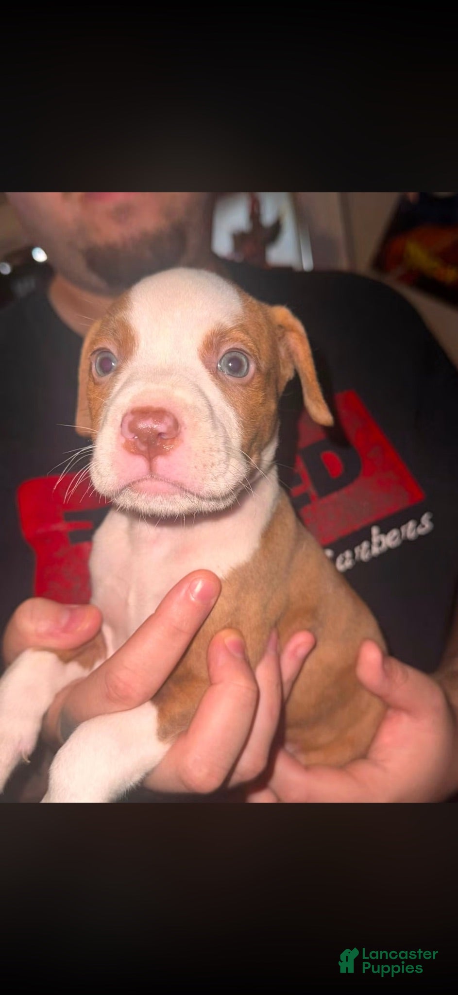 American Pit Bull Terrier dogs American Pit Bull Terrier 5 - Ad 28