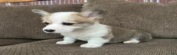 Welsh Corgi Pembroke dogs for sale: Cali  - Ad 3