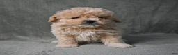 Maltipoo dogs for sale: Maltipoo 3 - Ad 8