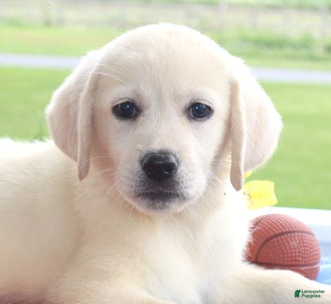 Labrador Retriever dogs for sale: Daisy - Champ lines - Ad 4