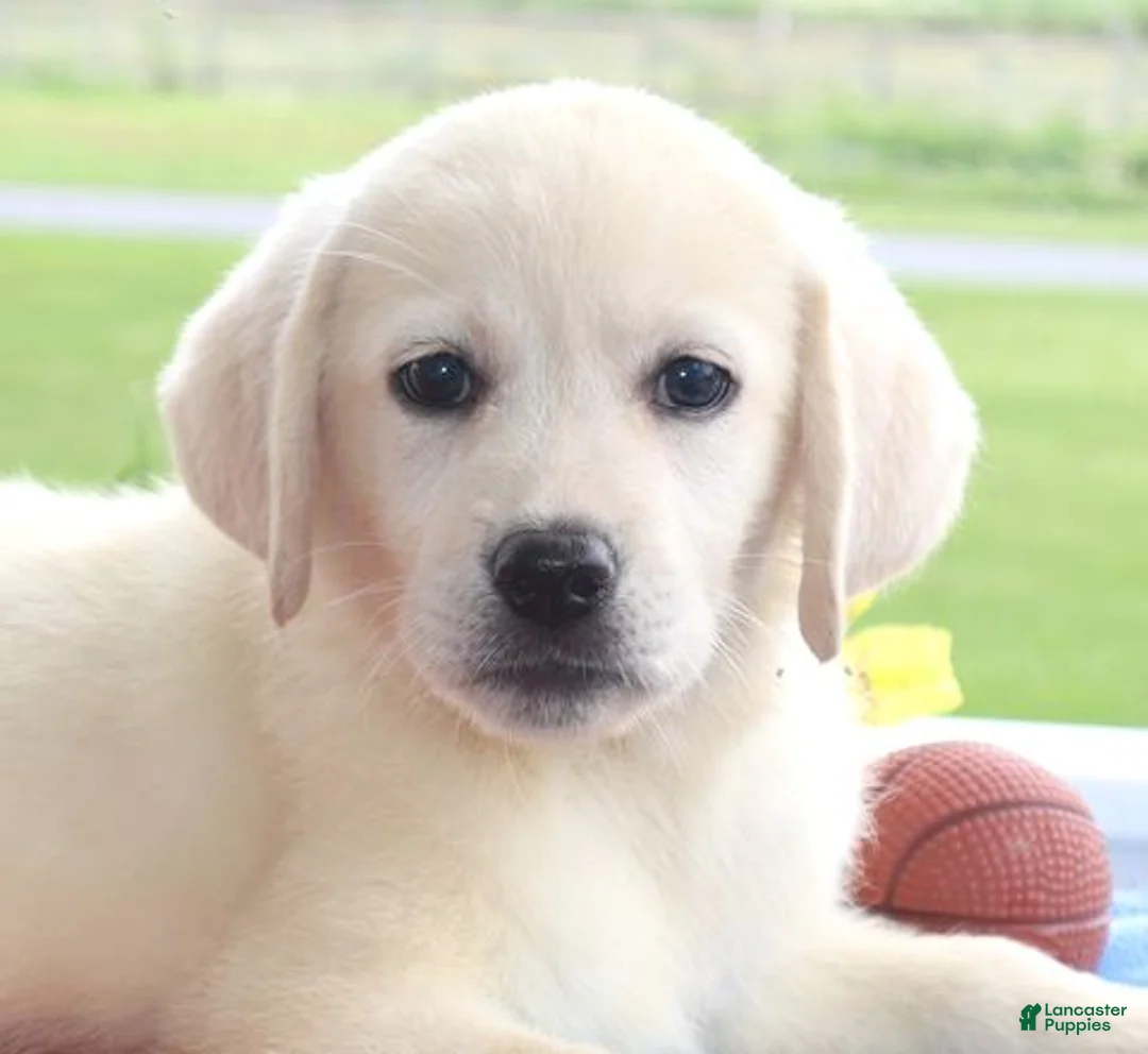 Labrador Retriever dogs for sale: Daisy - Champ lines - Ad 1