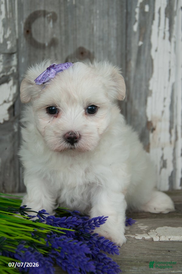 Maltese dogs Lilly - Ad 2