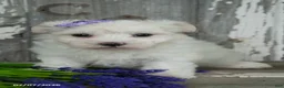 Maltese dogs for sale: Lilly - Ad 2