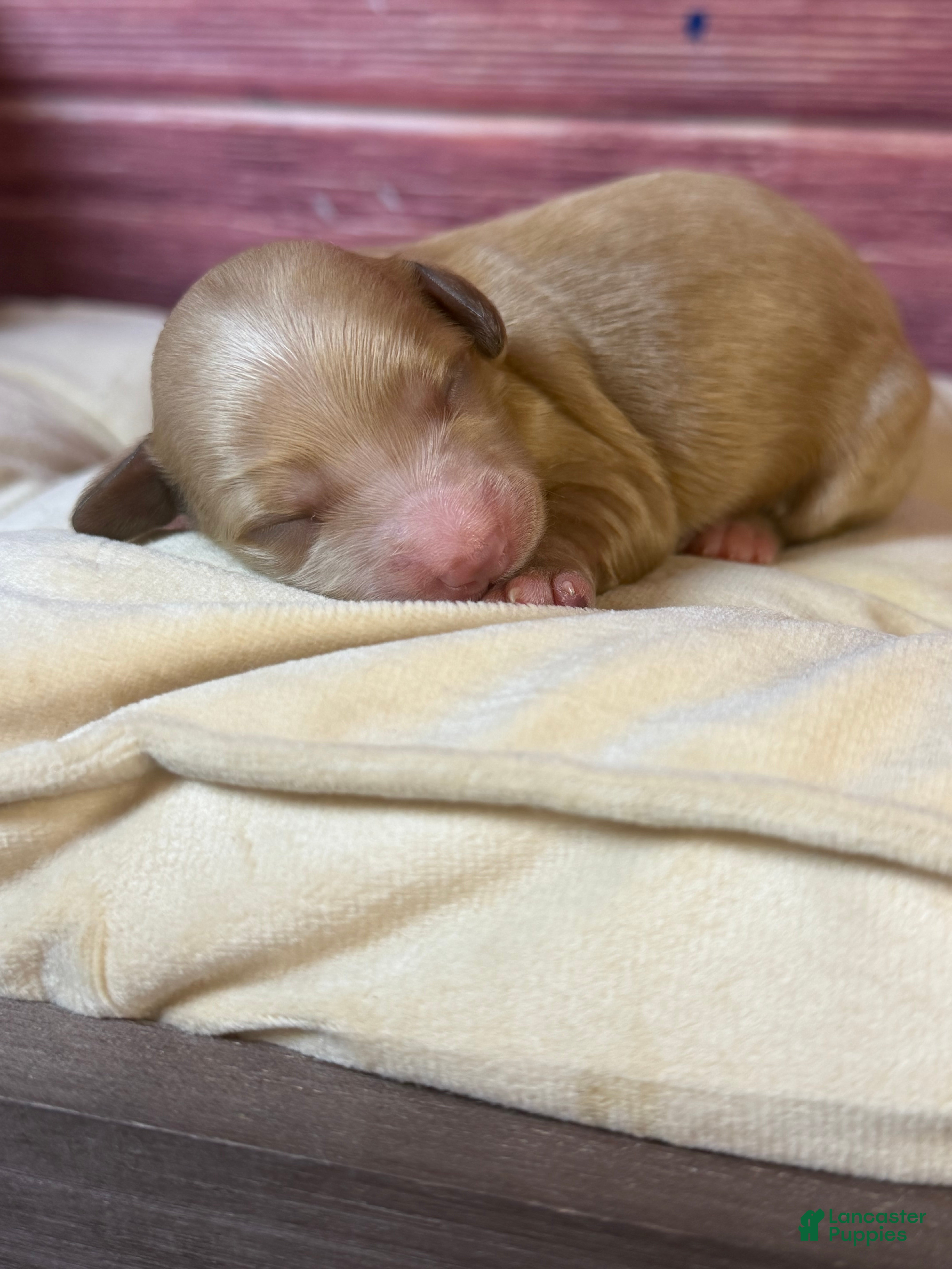 Cockapoo dogs for sale: Nala - Ad 4