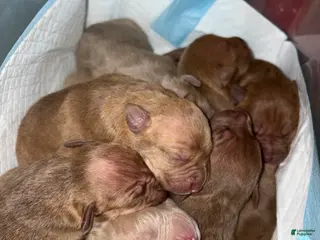 American Pit Bull Terrier dogs American Pit Bull Terrier Puppy 1 - Ad 10