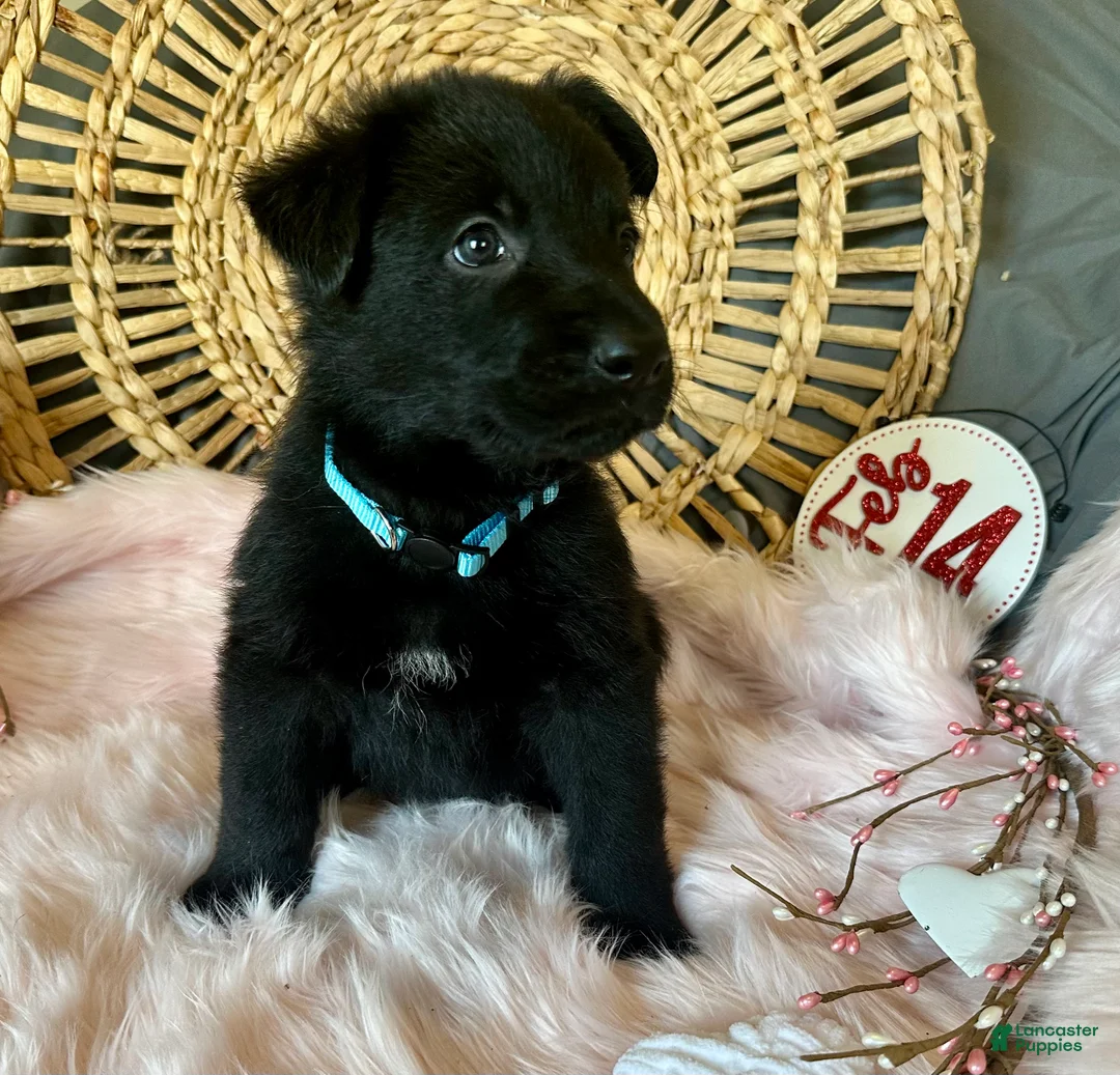 German Shepherd dogs for sale: Clover - Ad 5