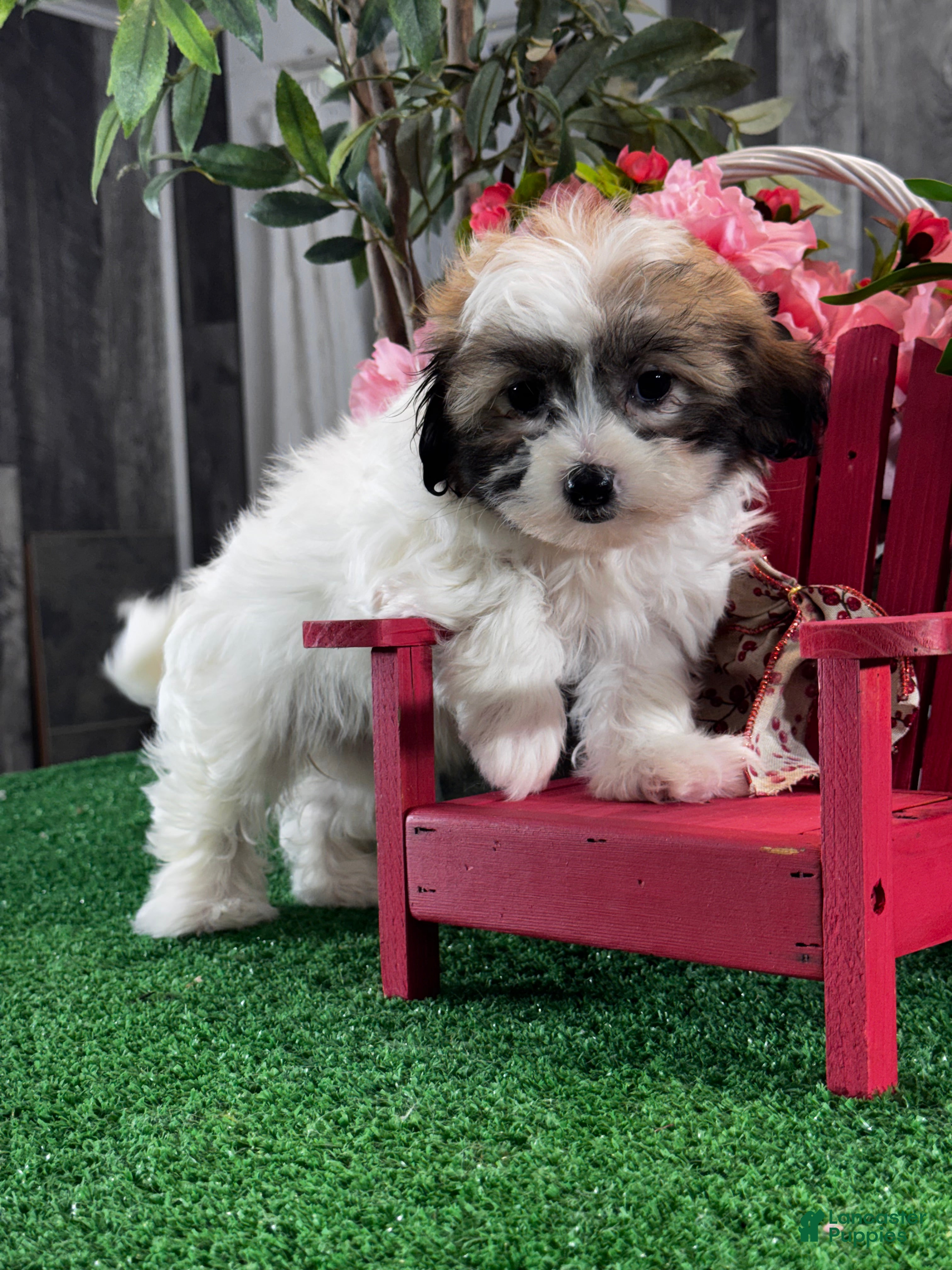 Teddy Bear dogs Jordana - Ad 42