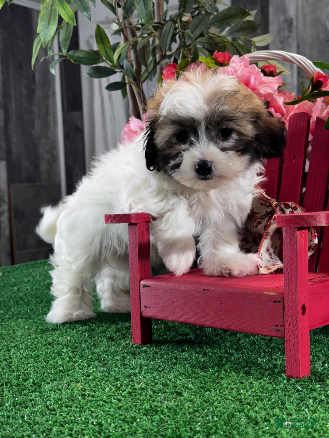 Teddy Bear dogs for sale: Jordana - Ad 1