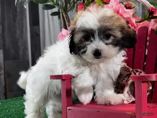 Teddy Bear dogs Jordana - Ad 42