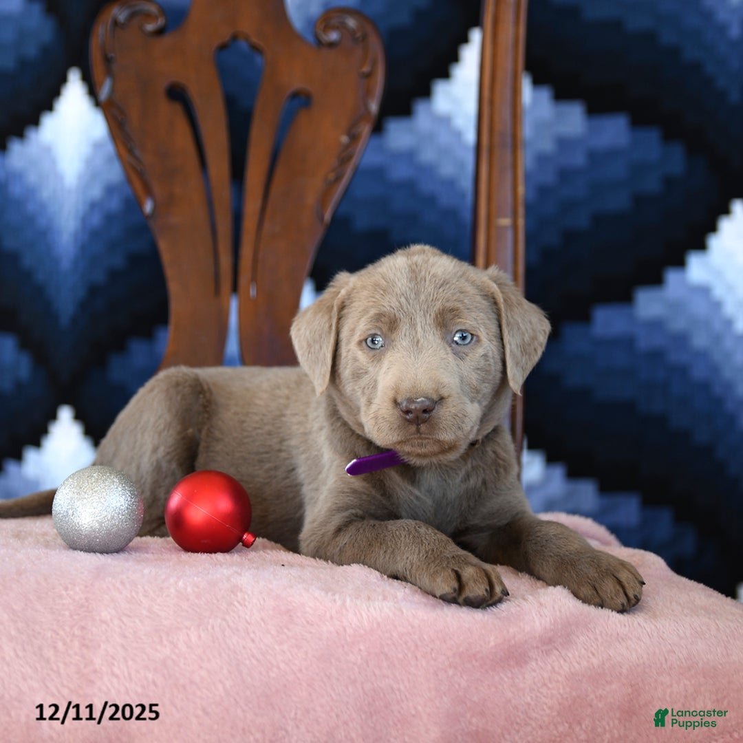 Labrador Retriever dogs for sale: Arctic - Ad 3