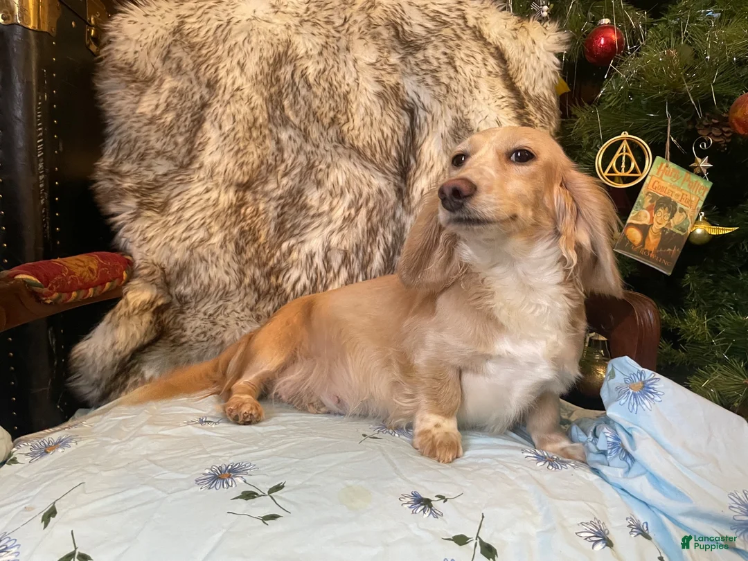 Miniature Dachshund dogs for sale: Adult Long Haired Cream Piebald Female - Ad 5