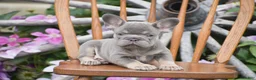 French Bulldog dogs for sale: Zara - Ad 6