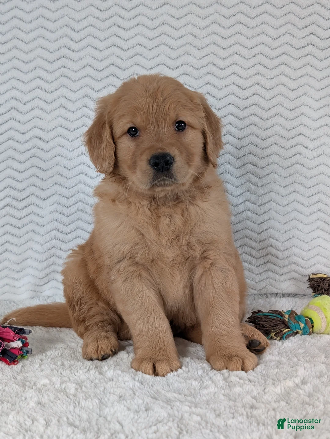 Golden Retriever dogs for sale: Parker  - Ad 14