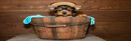 Yorkshire Terrier dogs for sale: Crew - Ad 4