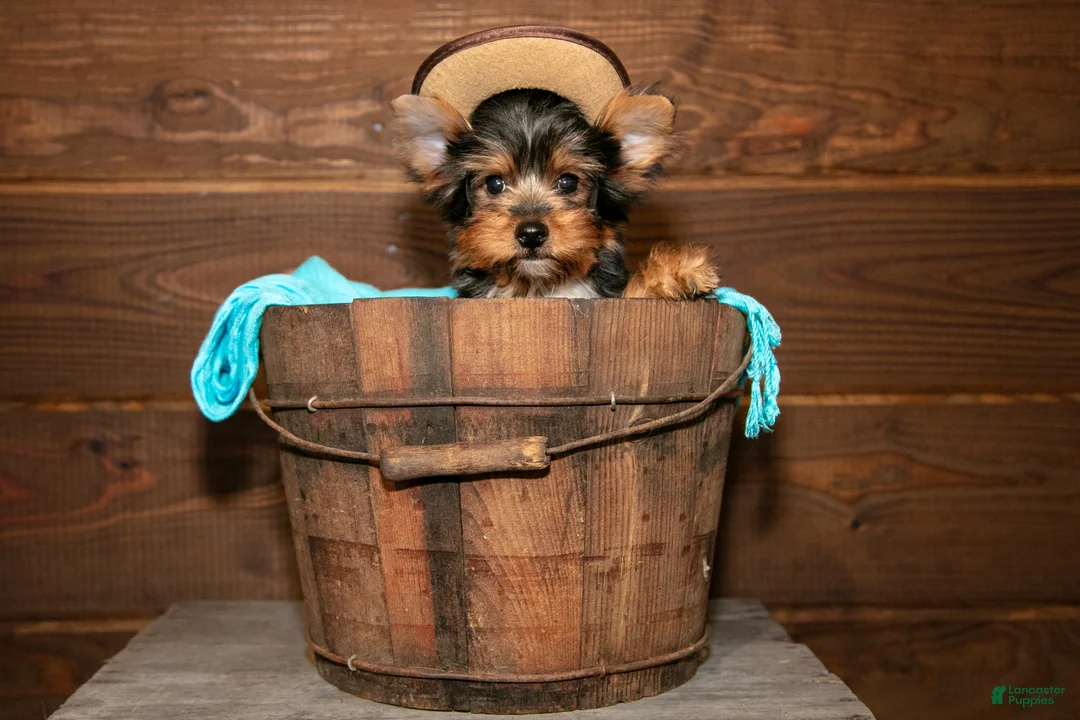 Yorkshire Terrier dogs for sale: Crew - Ad 4
