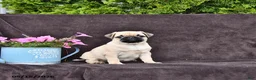 Pug dogs for sale: Betsy - Ad 1