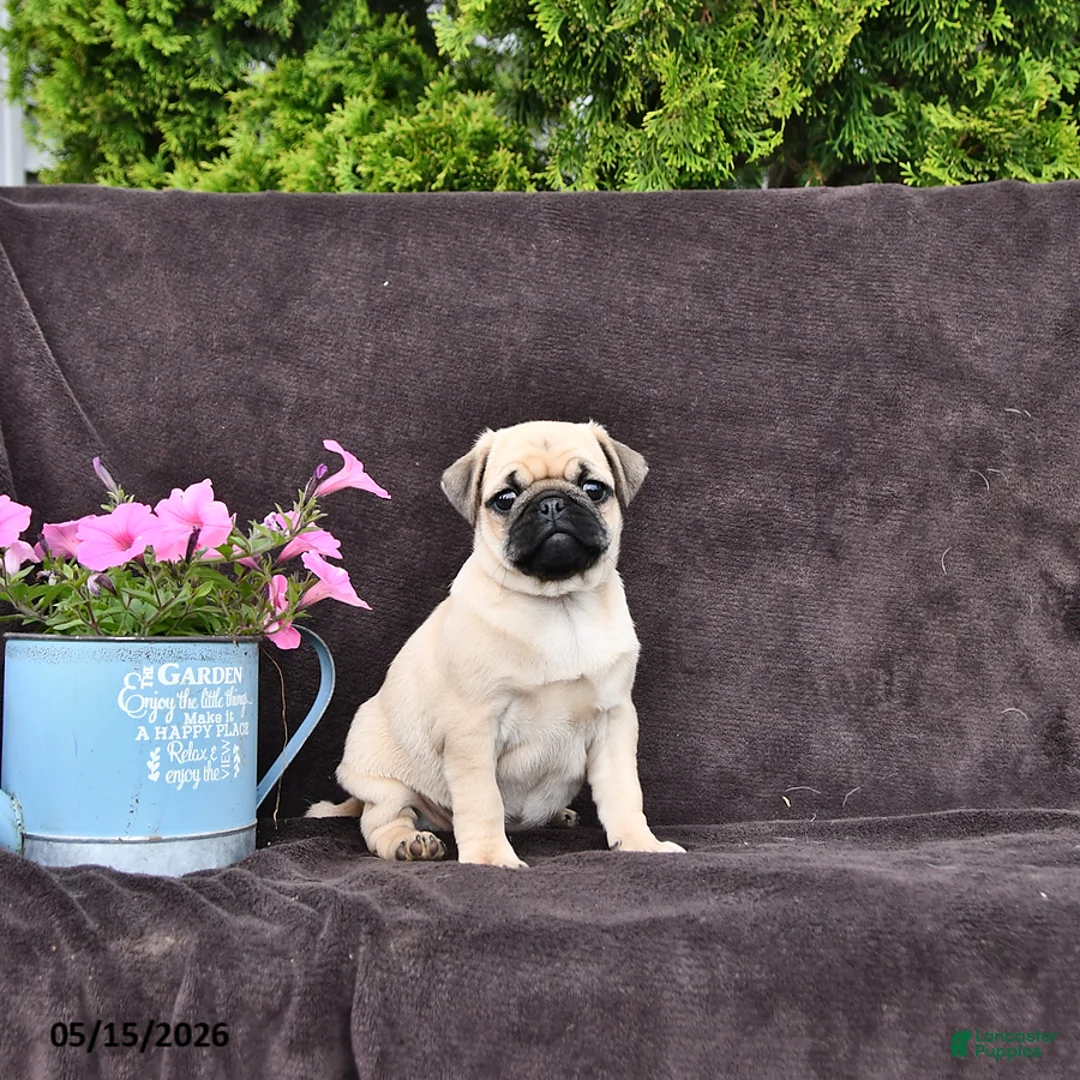 Pug dogs for sale: Betsy - Ad 1
