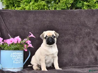 Pug dogs for sale: Betsy - Ad 2