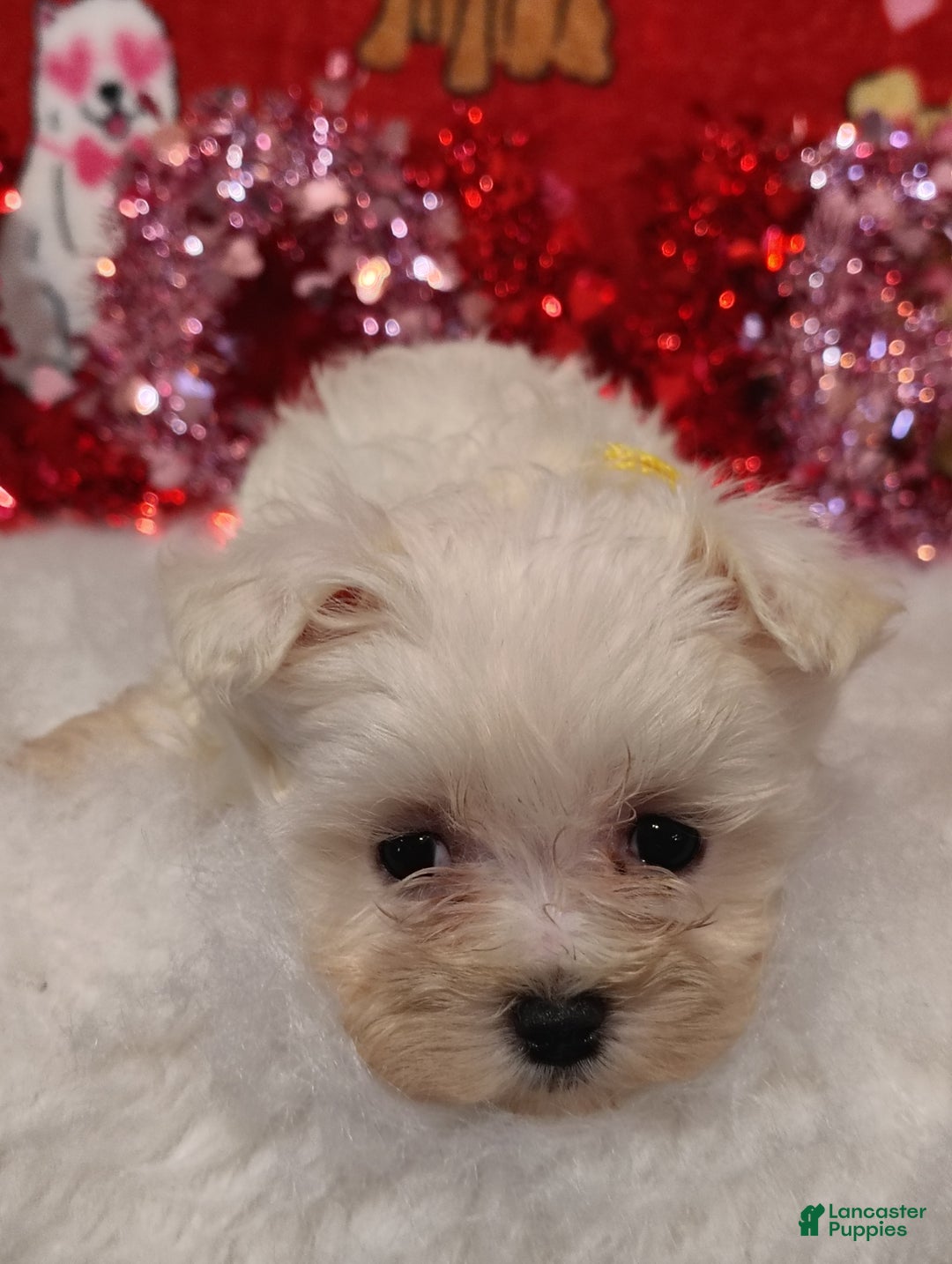 Maltese dogs for sale: Emma - yellow  - Ad 5