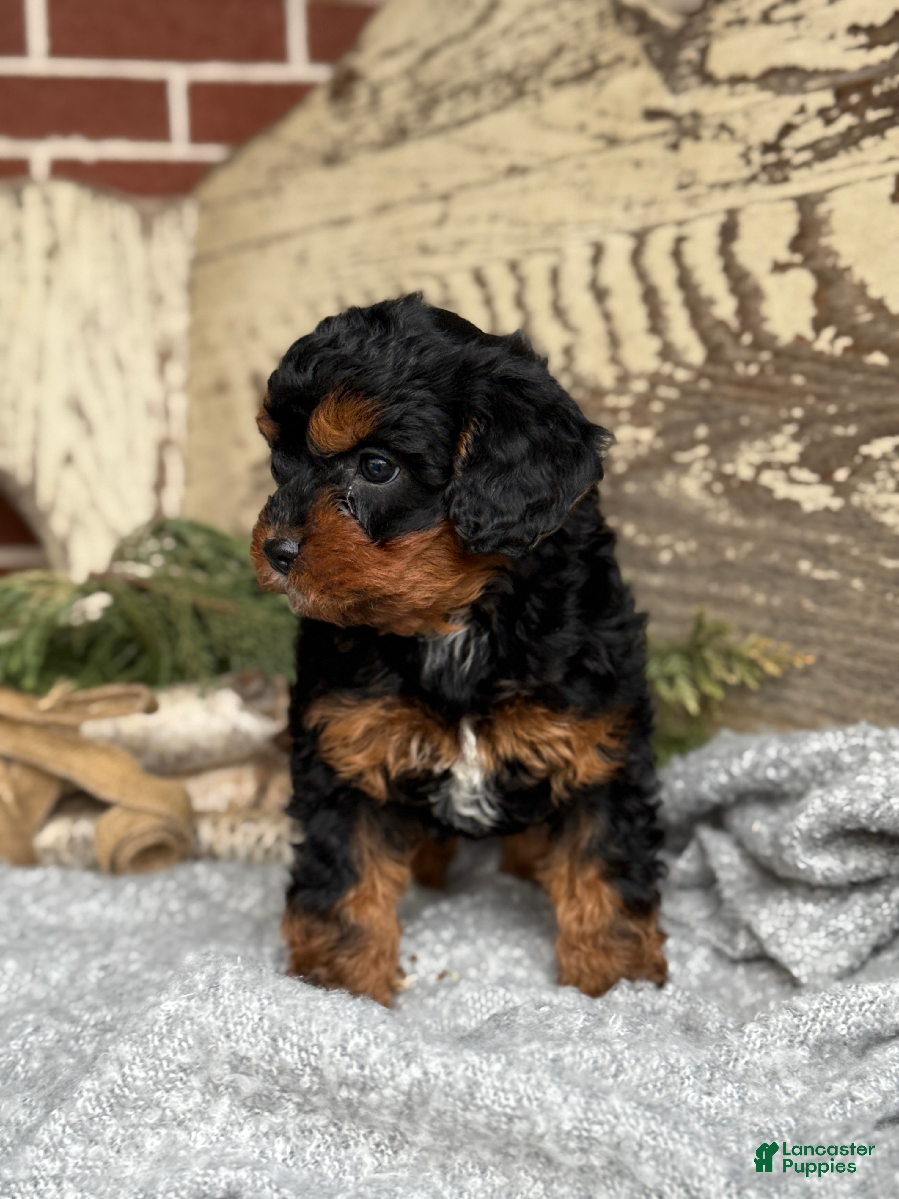 Mixed Breed dogs Barkley - Ad 2