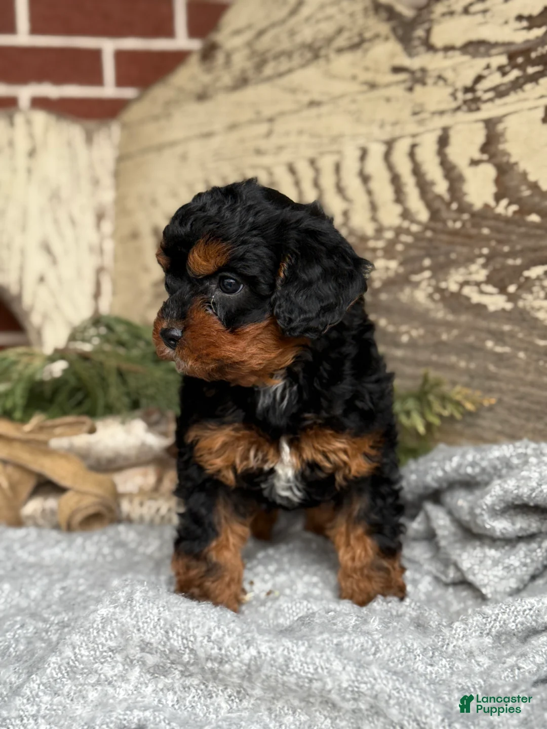 Mixed Breed dogs for sale: Barkley - Ad 2