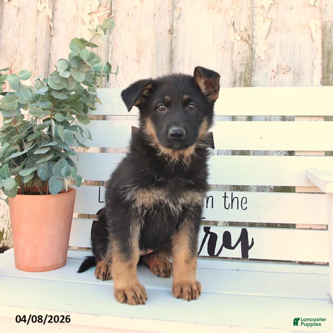 German Shepherd dogs for sale: Cookie - Ad 2