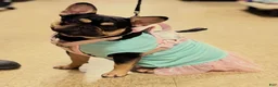 Mixed Breed dogs for sale: Mixed Breed 2 - Ad 4
