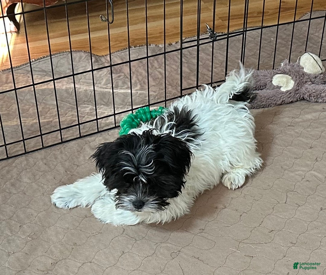 Shihpoo dogs for sale: Shihpoo Puppy 1 - Ad 5