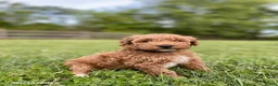 Miniature Labradoodle dogs for sale: Hailey - Ad 1