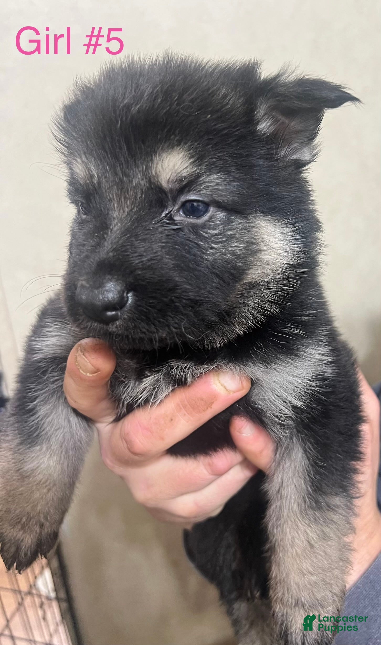 German Shepherd dogs German Shepherd Puppy 4 - Ad 4