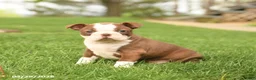 Boston Terrier dogs for sale: Ruby - Ad 4