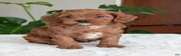 Cavapoo dogs for sale: Sara - Ad 2