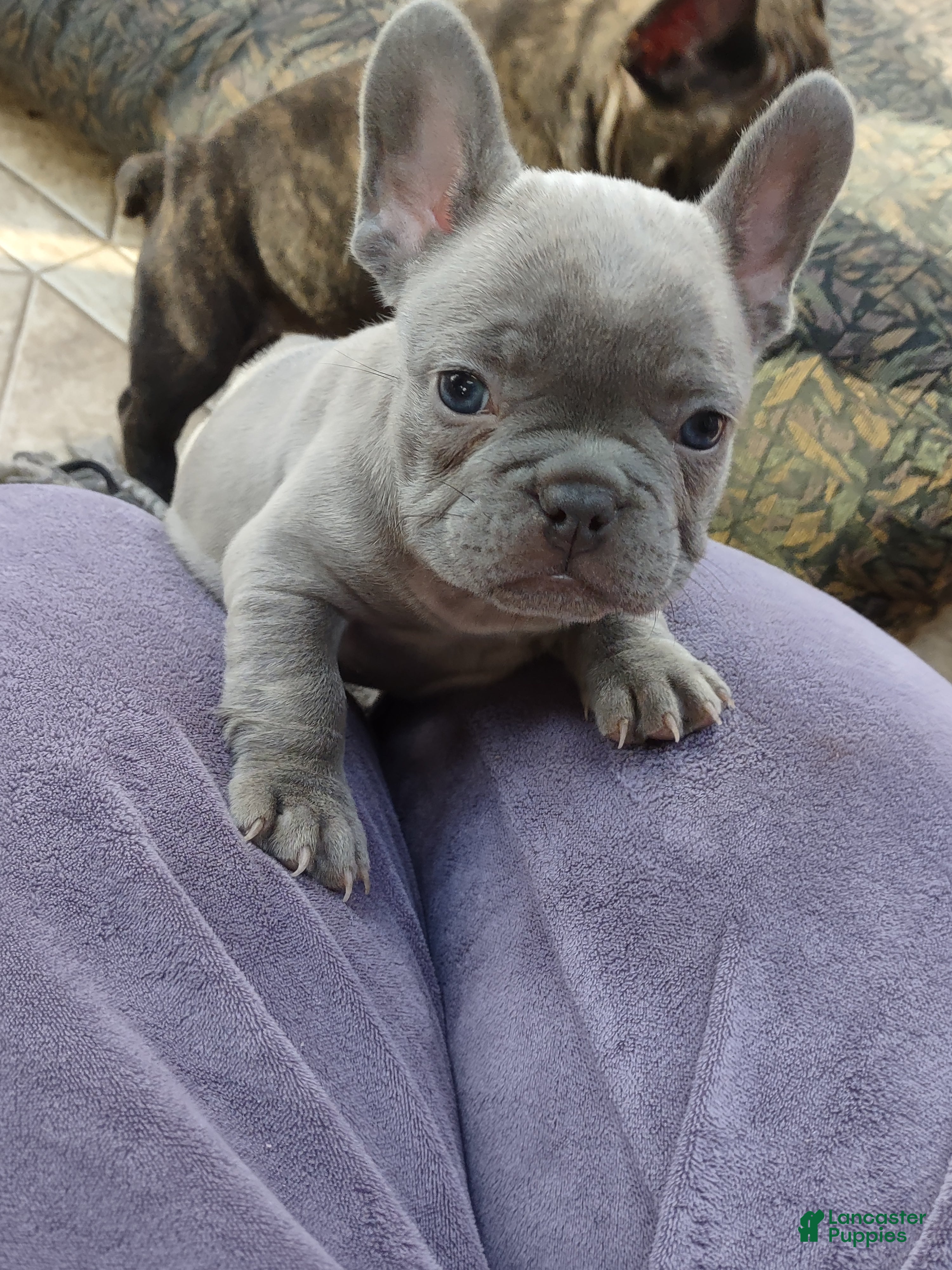 French Bulldog dogs Puppy 2 - We Leave The Naming To The New Parents - Ad 34