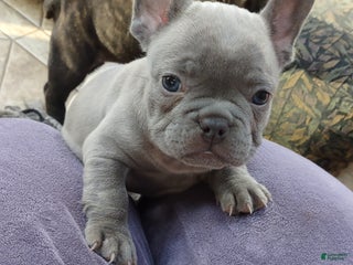 French Bulldog dogs for sale: Puppy 2 - We Leave The Naming To The New Parents - Ad 2