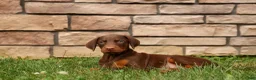 Doberman Pinscher dogs for sale: DUKE - Ad 4