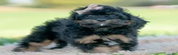 Cavapoo dogs for sale: Noodle - Ad 7