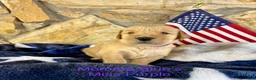 Golden Retriever dogs for sale: Miss Purple - Ad 1