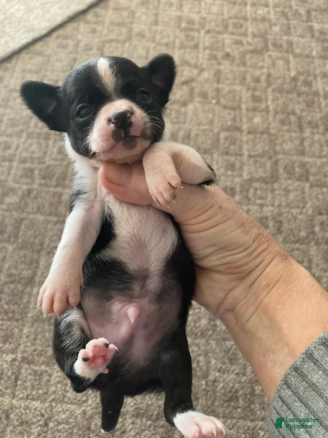 Chihuahua dogs for sale: Chihuahua Puppy 1 - Ad 4