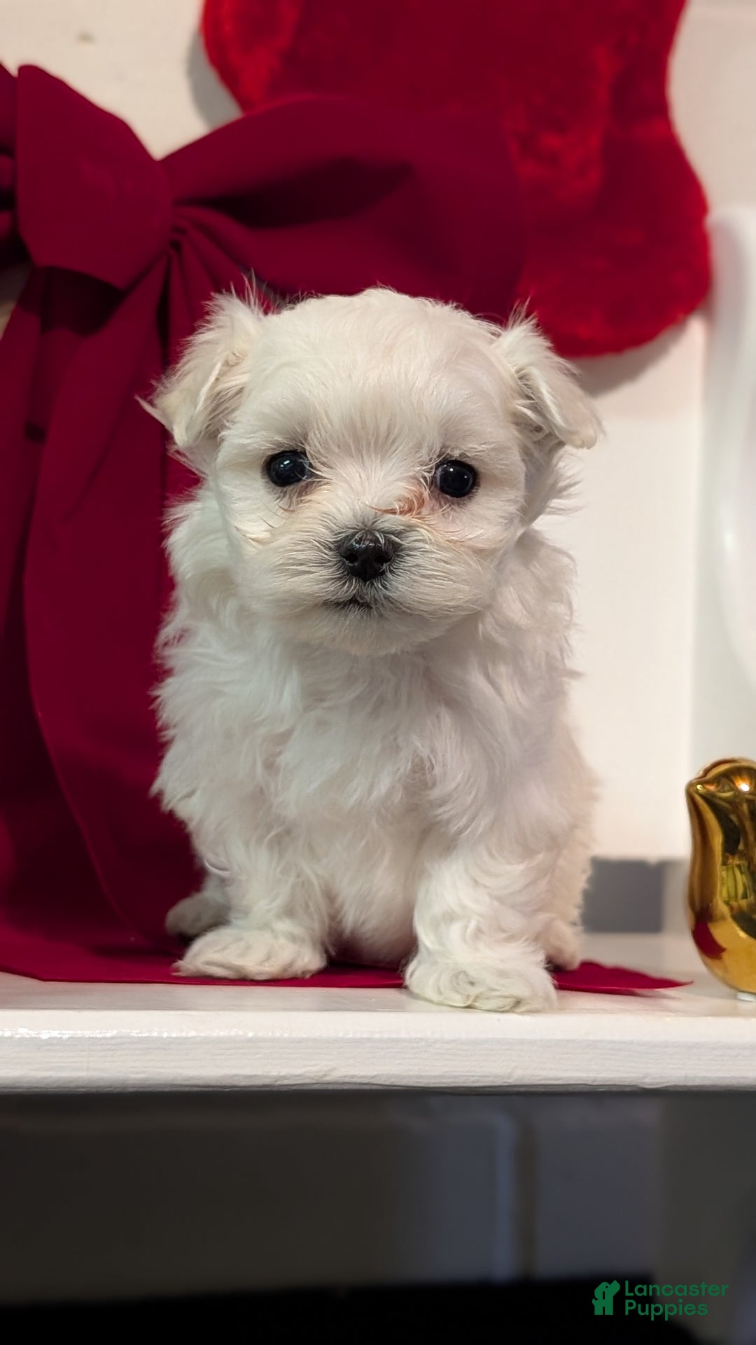 Maltese dogs for sale: Koko - Ad 3