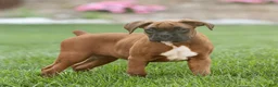 Boxer dogs for sale: Neva Boxer  - Ad 3