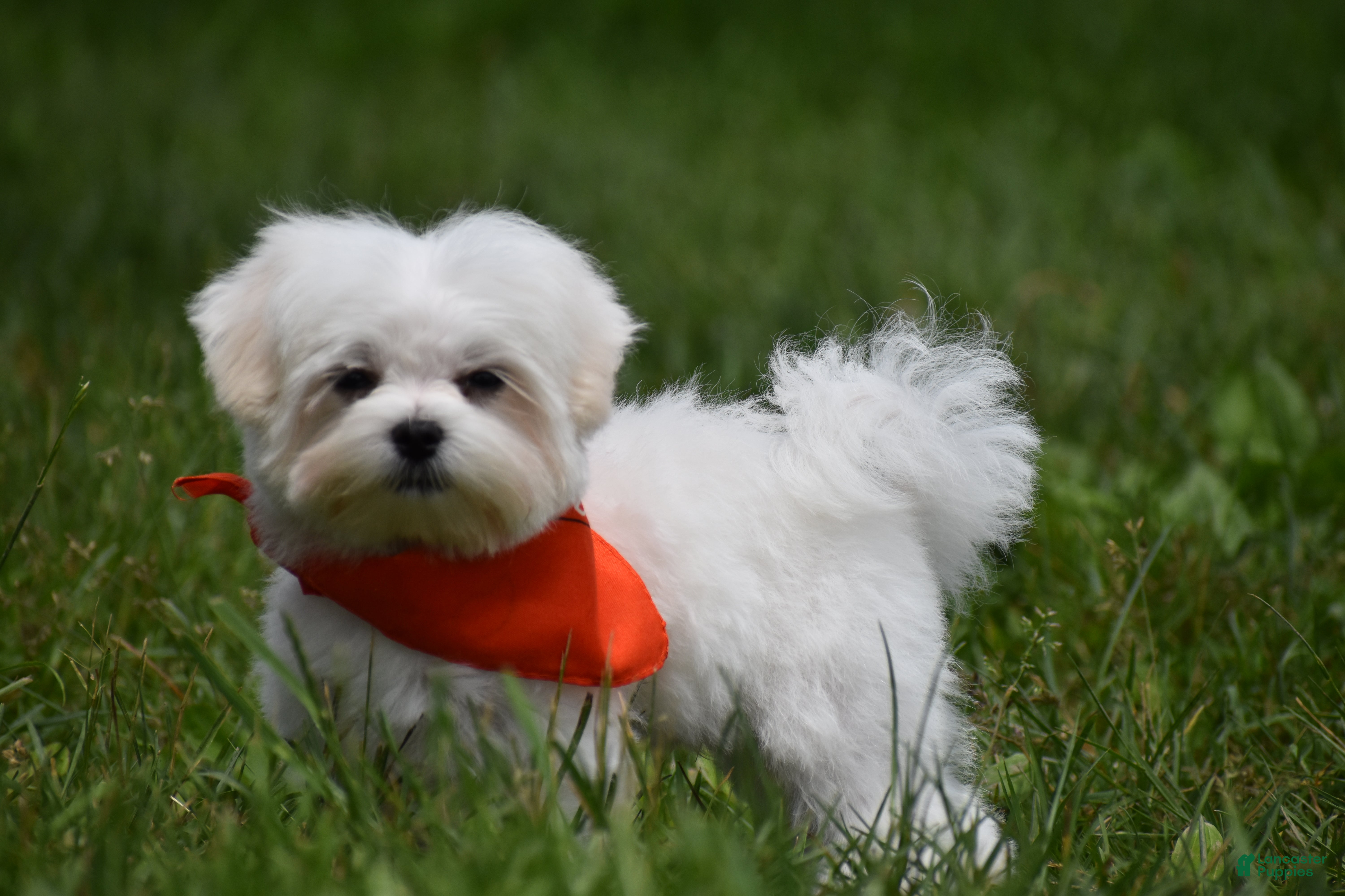 Maltese dogs Ollie  - Ad 1