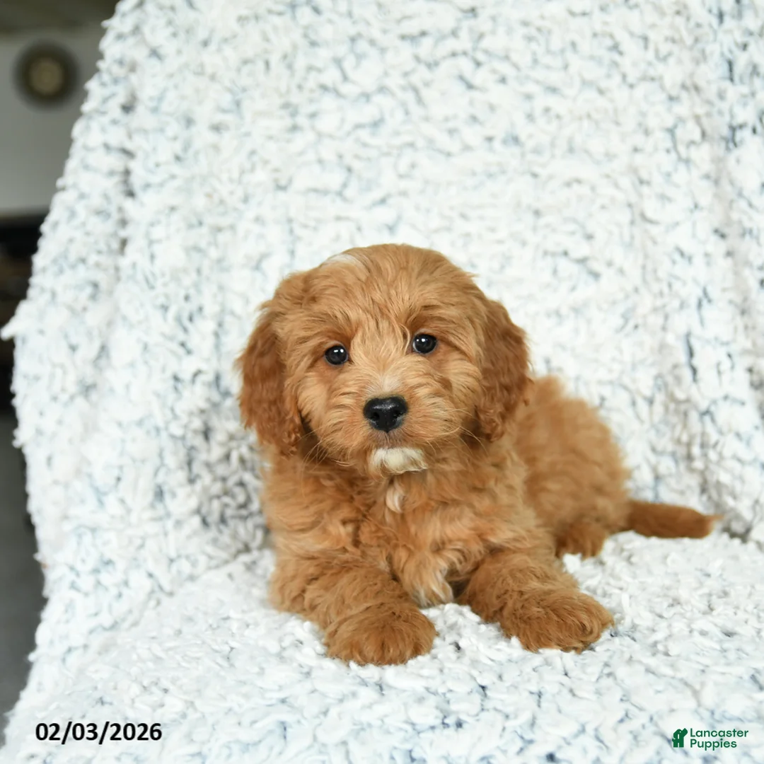 Mini Goldendoodle dogs for sale: Pancake - Ad 1