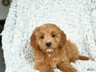 Mini Goldendoodle dogs Pancake - Ad 29