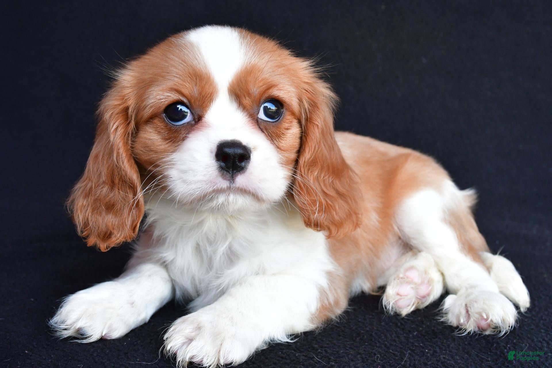 Cavalier King Charles Spaniel dogs Avery - Ad 1