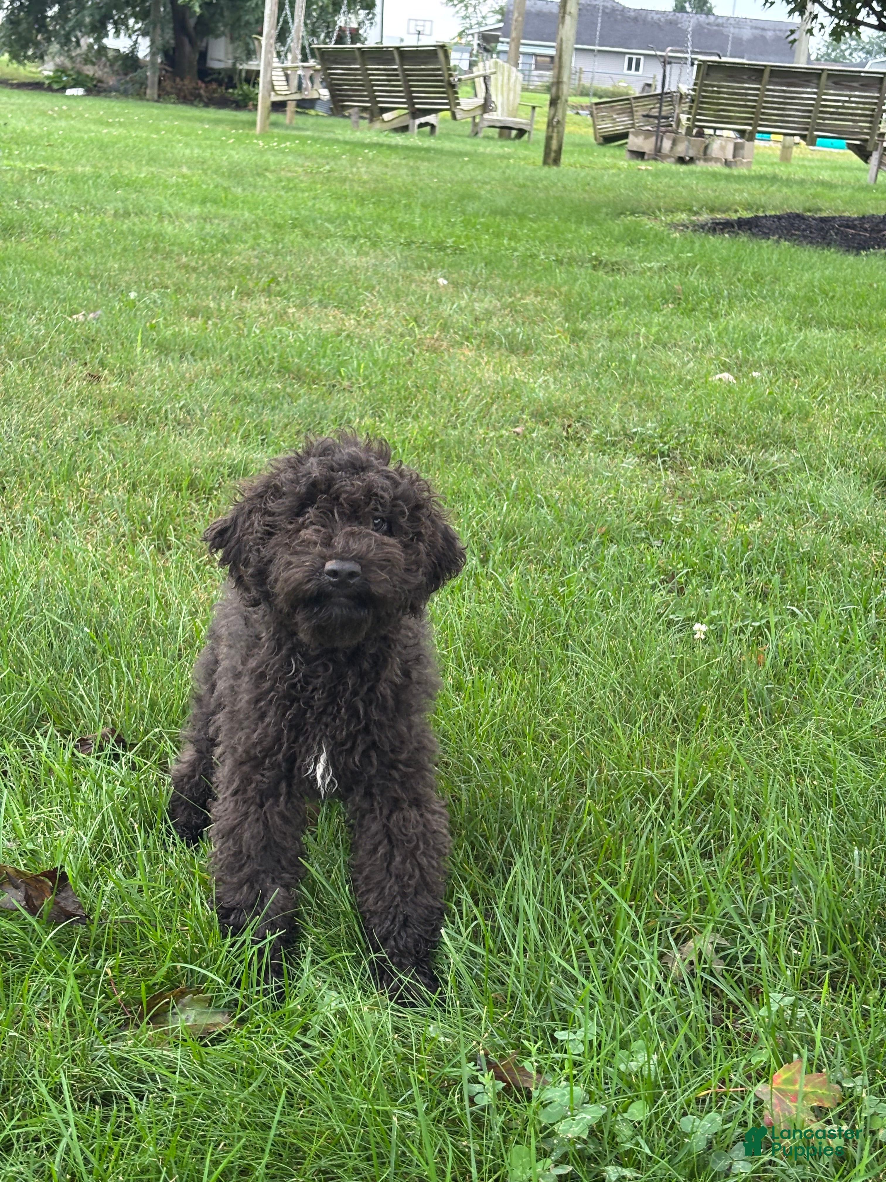 Miniature Poodle dogs Edna - Ad 1