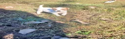 Jack Russell Terrier dogs for sale: Jack Russell Terrier 7 - Ad 5