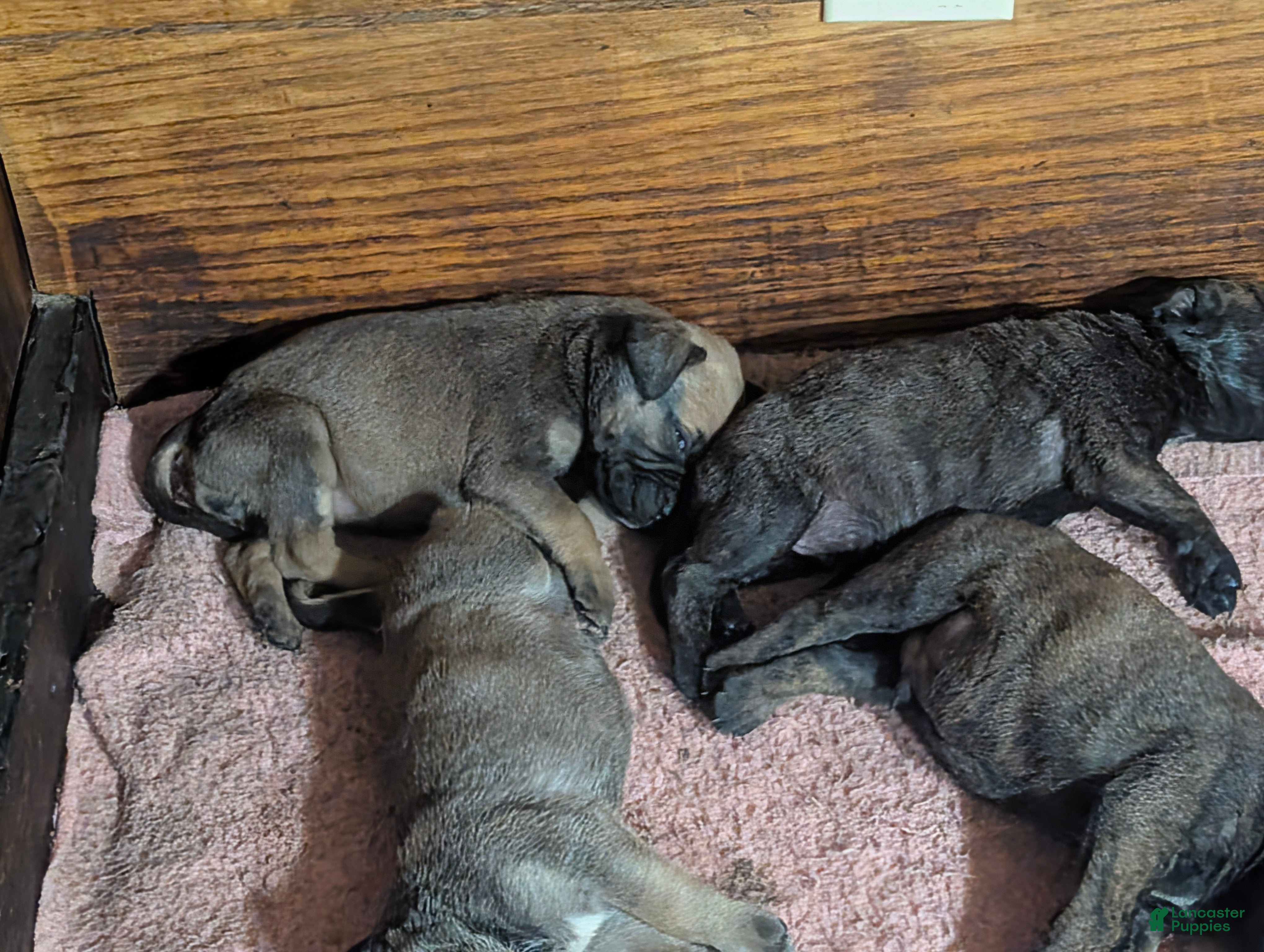 Bullmastiff dogs for sale: Bullmastiff Puppy 4 - Ad 3