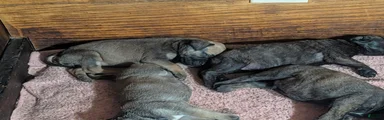Bullmastiff Puppy 4